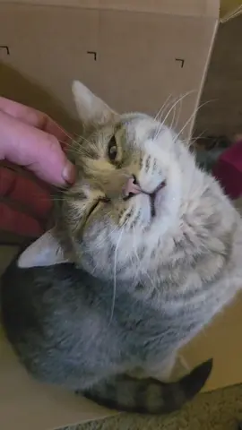 #fyp #cat #dopey 