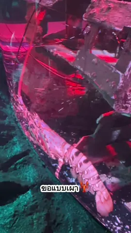 ไปอควาเรียม ไปดูปลา❌ ไปบูลี่ปลา✅ 🐟🐟🐟 . . . #sealifeaquarium #sealifebkk 