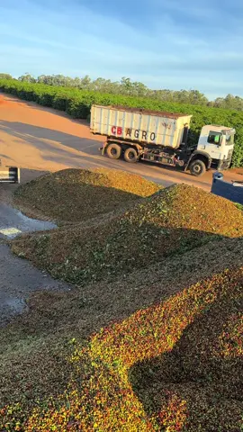 #agro #cafe #specialcoffee #suldeminas 