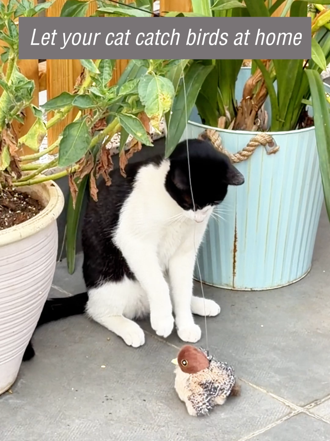 Tiktok made me buy it#catsoftiktok #cat #cattoys #kittens #catvideos#fyp