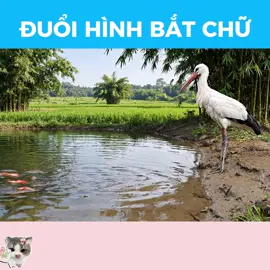 Đây là câu thành ngữ gì #daylagi #duoihinhbatchu #dovuigiaitri #giaitrihangngay 