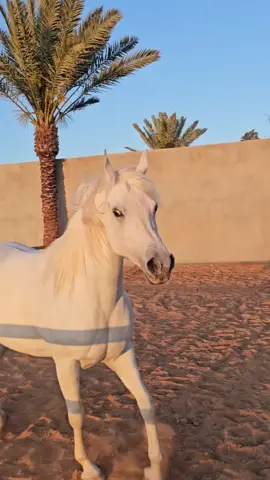 ماشاء الله الله يبارك بديعه🐎❤️ #ليبيا #فرس #خيل_وخياله🐎 #حصان #خيل 