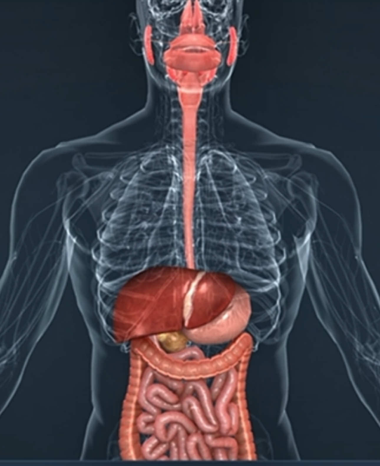 Digestive system of human body #human #MedicalStudents  @3D MEDico  @3D MEDico  @3D MEDico 