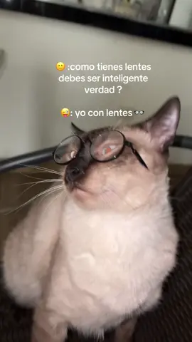 #gato #viral #fyp 