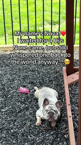 Follow for more of Nova!#dogsoftiktok #doglovers #cutedog #petlovers #fyp 