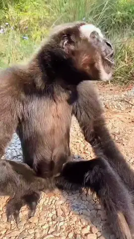 The White Face Gibbon  #monkey #gibbon #whiteface 