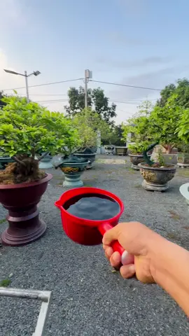 Tiếp sức cho mấy e đi cơi 2 🌼🌱#maivangbonsai #sieubongbinhloi #vuonmaiphanviet #xuhuongtiktok 
