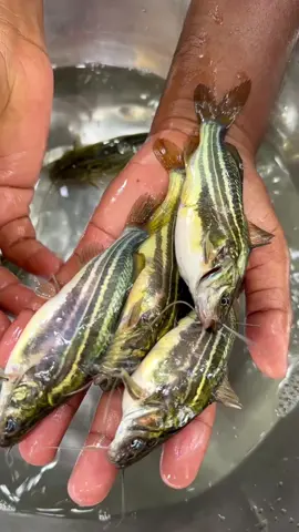 বড় জাতের দেশি টেংরা মাছের পোনা 🐠#foryou #fish #fishing 