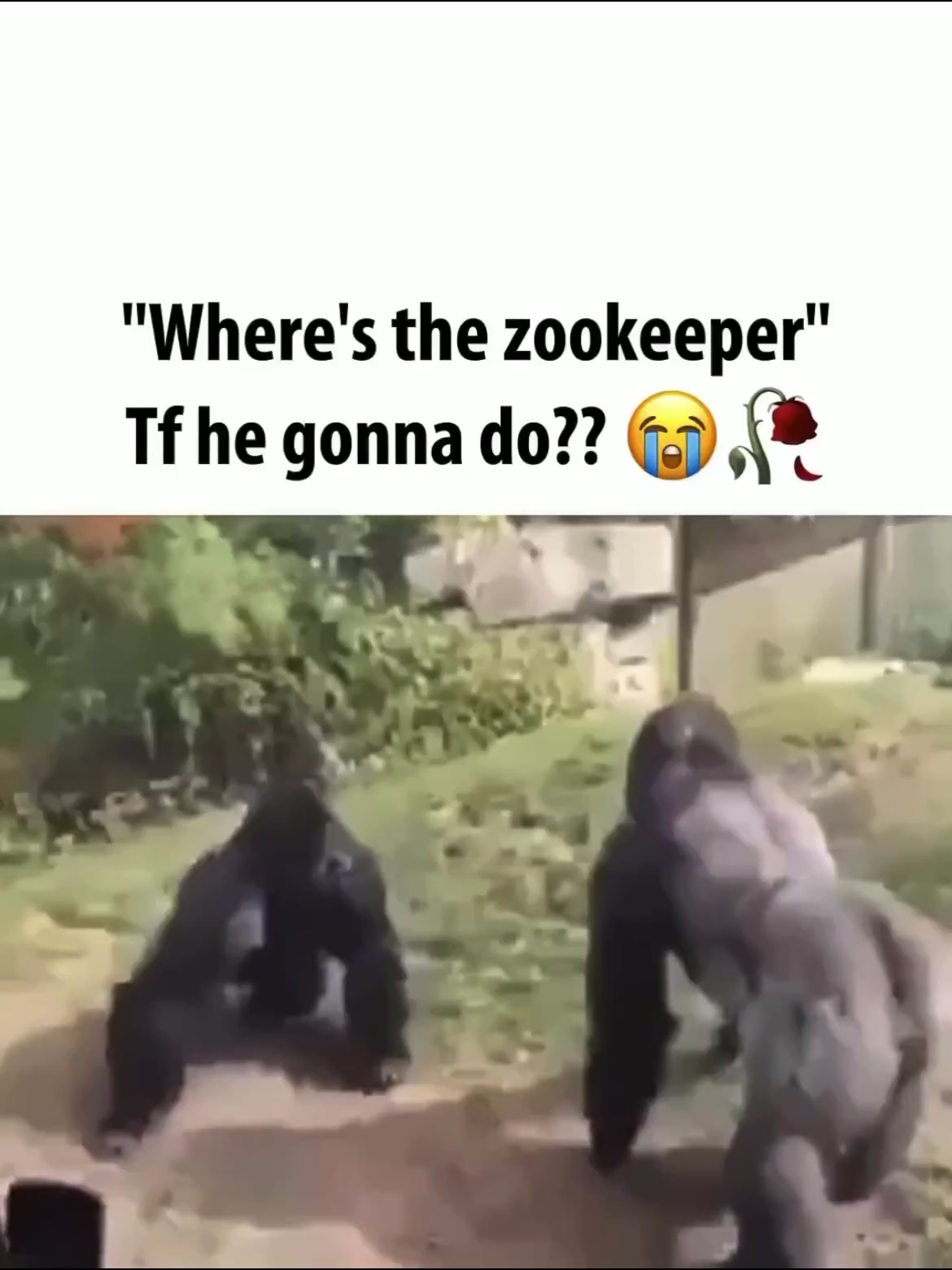 The zookeeper better be STRAPPED up 😭🙏 #funny #funnyvideos #funnyvideo #funnymoments #funnytiktok #funnyvideos😂 #funnytiktoks #funnytiktokvideos #meme #memes #memestiktok #memesdaily #memetiktok #dailymeme #viral #viralvideo #viraltiktok #viral_video #viralvideos #virall #viralvideotiktok #viralll #virallll #virallllllllllllllllllllllllll #viralllllll #viralllll #laugh #laughoutloud #laughing #laughs #makethisviral #makethisgoviral