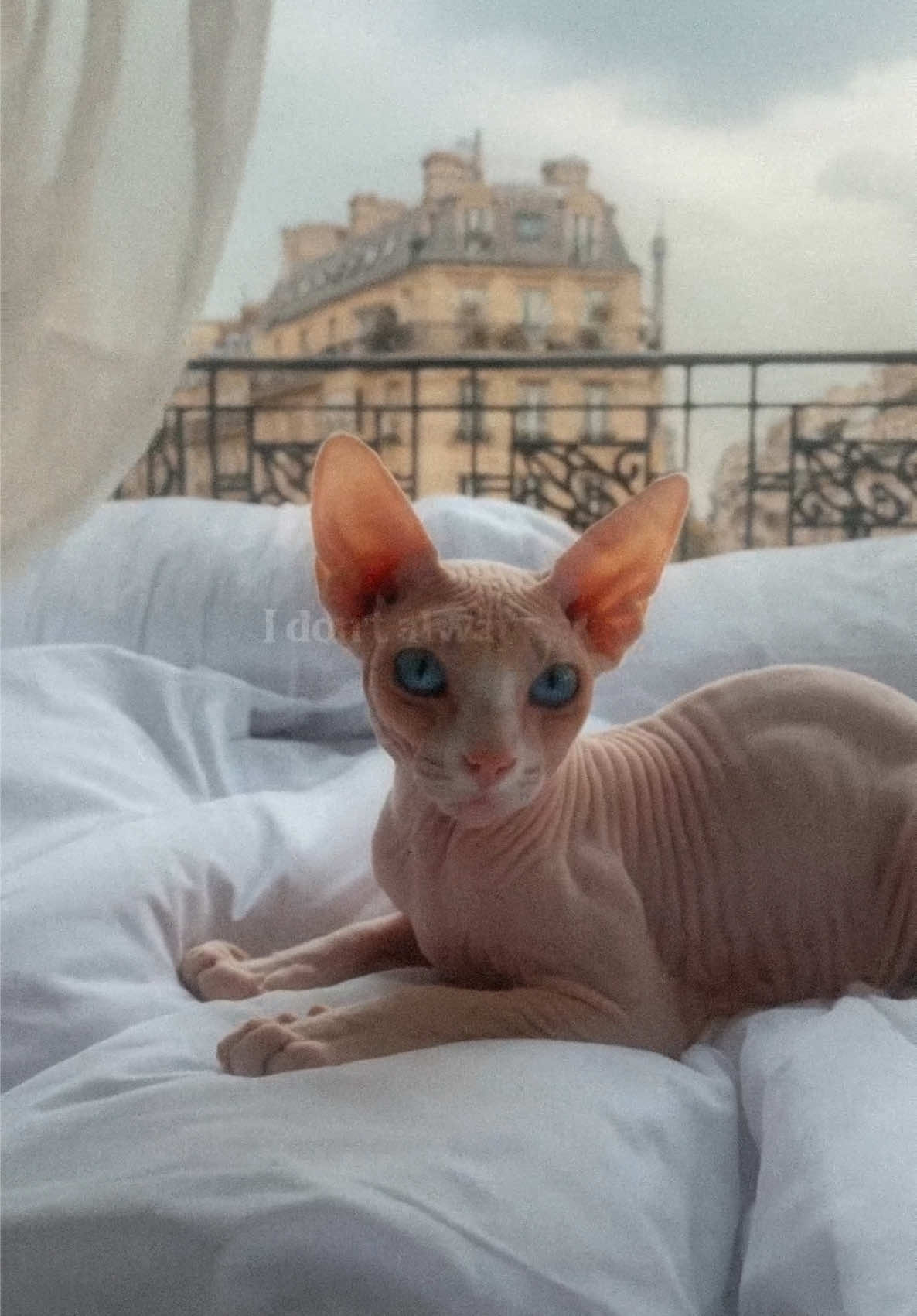 Winston doesn’t visit Paris. Paris receives him. MAX CORE Body Wash — pheromone-infused luxury for the man who belongs everywhere. Link in bio. #winston #phermalabs #maxcore #sphynxcat #paris     