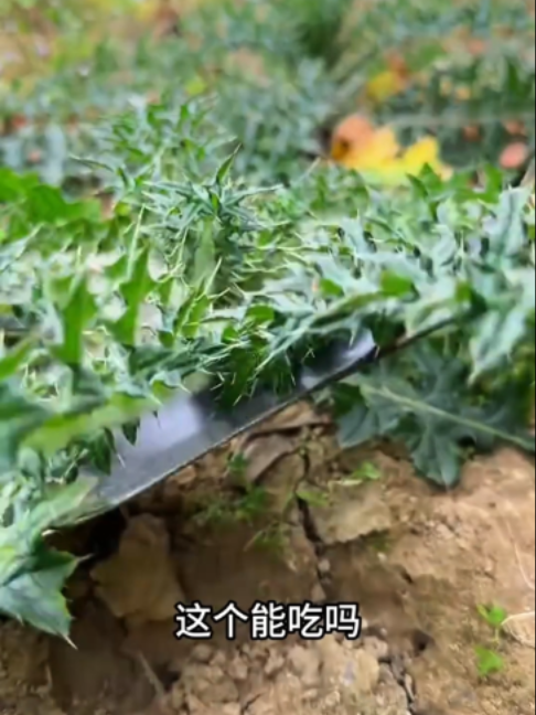 又到了挖野菜的季节，这些常见的野菜你都认识吗？ #野菜 #挖野菜