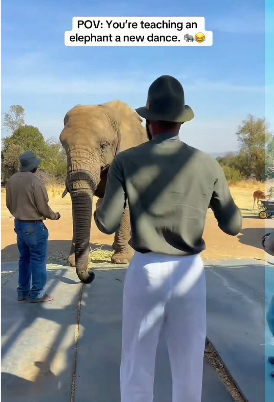 Funny elephant #funny #fyp #elephant #animals 