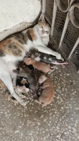 میں نانی بن گئ  😃😃😁😁😃😃 میری مانو  Second time she delivered five cute kittens.  #fyp #foryoupage #catlovers #karachi #viraltiktok . 