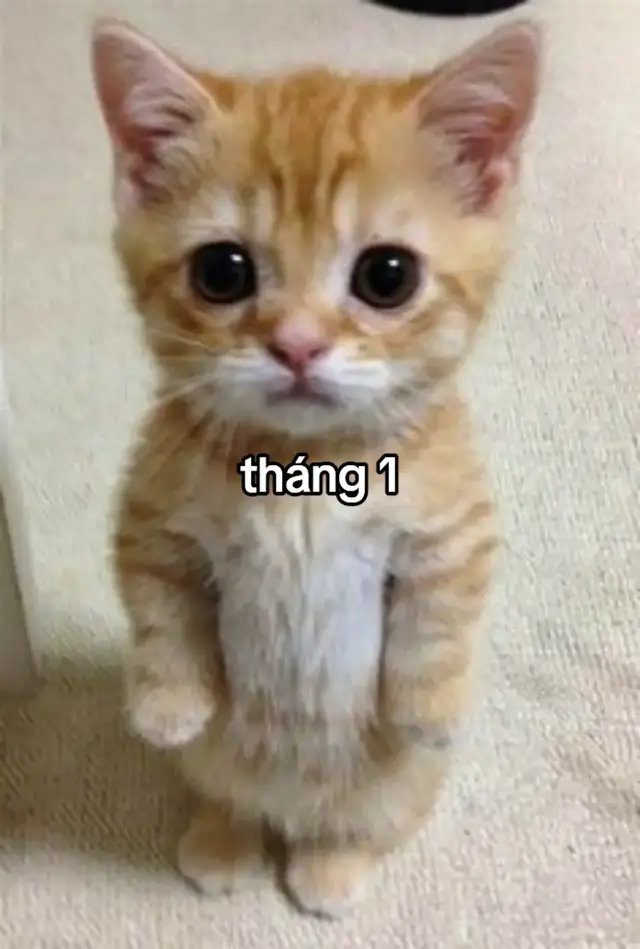 tháng sinh của bạn con mèo của bạn😘😽😽#xuhuongtiktok #xuhuong #thangsinh12 #thángsinh #xhhhhhhhhhhhhhhhhhhhhhhh 