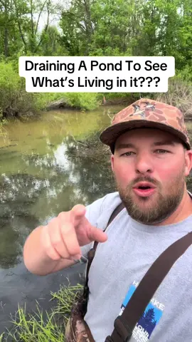 Draining A Pond To See What’s Living in it???