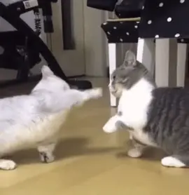 #cat #catlover #cute 