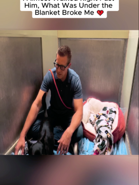 I Almost Walked Right Past Him, What Was Under the Blanket Broke Me 💔 #DogTraining #trainingdog #pets #dog #puppy #dogsoftiktoks #puppytiktok #poordog