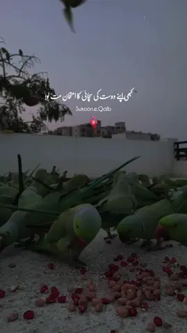 Mola Ali(as) ka Farman Ha | kabhi bhi apna dost ke suchayii ka imtehan mat lo! ♥️🕊️ #unfreezemyaccount #dontunderreviewmyvedio #trending #growmyaccount 