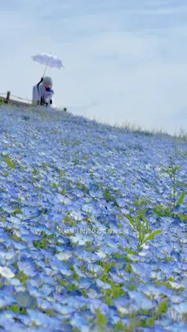アニメの世界に迷い込んだかと思う景色👀✨ #茨城県  #国営ひたち海浜公園  #ネモフィラ 