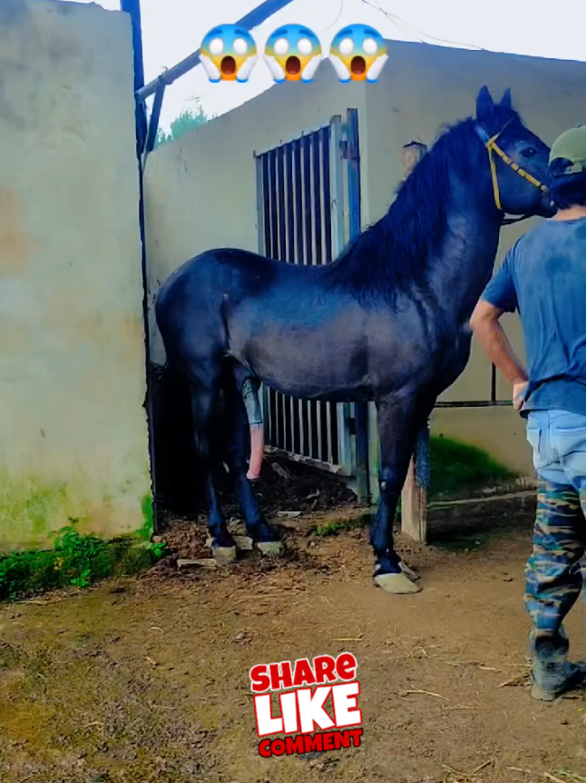 Stallion  Thunder  works  with a  big  mare #horse #fyp #stallion #mare #donkey #wildhorse 