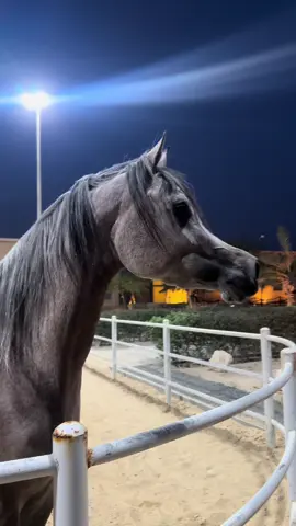 مراكش الحيره #arabian  #جمال_الخيل_العربيه_الاصيله  #جمال  #fyp  #show 