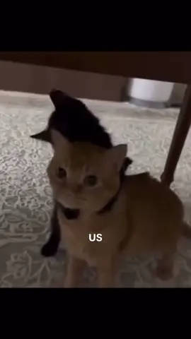 tag your person#cats #cute #fyp #foryou #foryoupage 