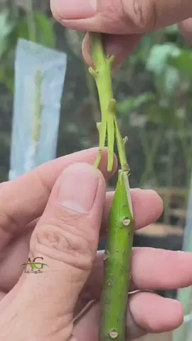 Various Grafting Techniques for Avocado Trees  #grafting #avocadografting #graftingtechniques #gardening 