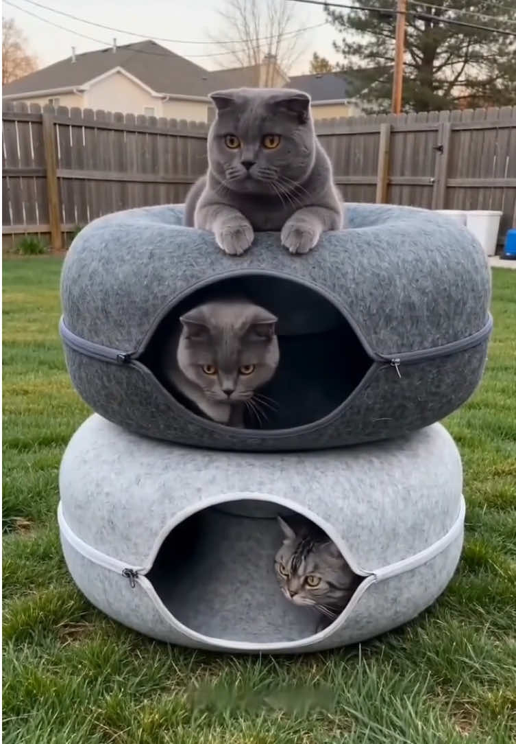It‘s really unexpected that cats like to play so much. Hahahaha, this tunnel cat nest is really the right purchase. I recommend it to everyone.😍#fyp #cat #catsoftiktok #catlover #cattiktok 