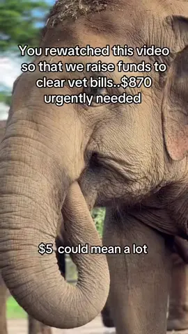 You rewatched this video so that we raise funds to clear vet bills..$870 urgently needed #fyp   #viral #viral_video #sanctuary #london 
