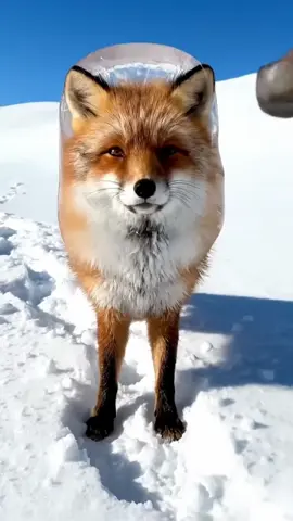 POV: Wolf Breaks Out of Ice 🐺❄️ | AI Fun #icerescue #animalrescue #animals #snow #ice 