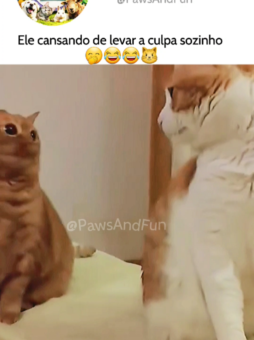 Não fui eu não, cara! 👀😂😂😂 It wasn’t me, man! 👀😂😂😂 #funny #humorviral #dogs #cats #humorengracado 