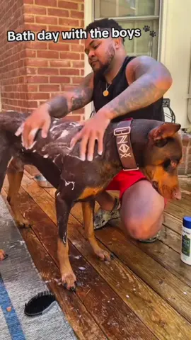 #doberman #dobermanfunny #dogfunny #dogtok #dogsoftiktok 