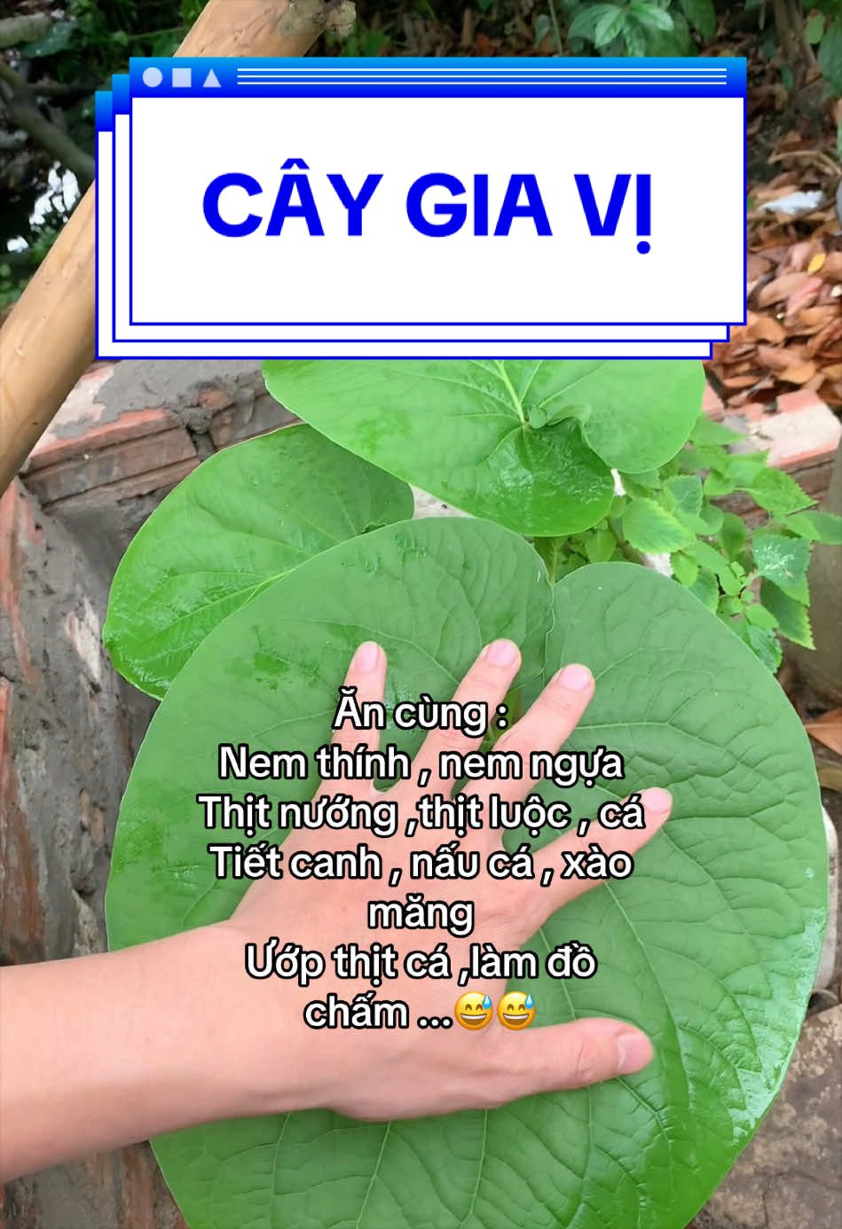 Trả lời @Đomđómbiển Cây dổi ăn lá., 1 loại cây rau gia vị đa.năng đặc trưng của tây bắc , dễ trồng , nhanh lớn các bác ạ  #dổiđất #câydổiđất #giavịtâybắc #thịtnướng #caygiavi 
