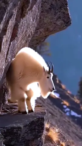 #GoatsFamily #Like♡ #repost 
