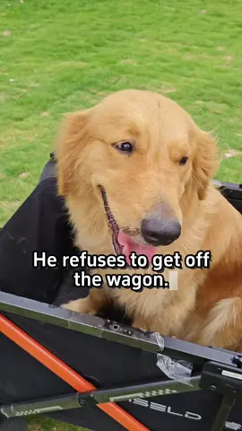 An electric folding campervan adaptable to various road conditions, a great companion for traveling with pets.#wiseldwagon #4WD #camping #wagon #electric 