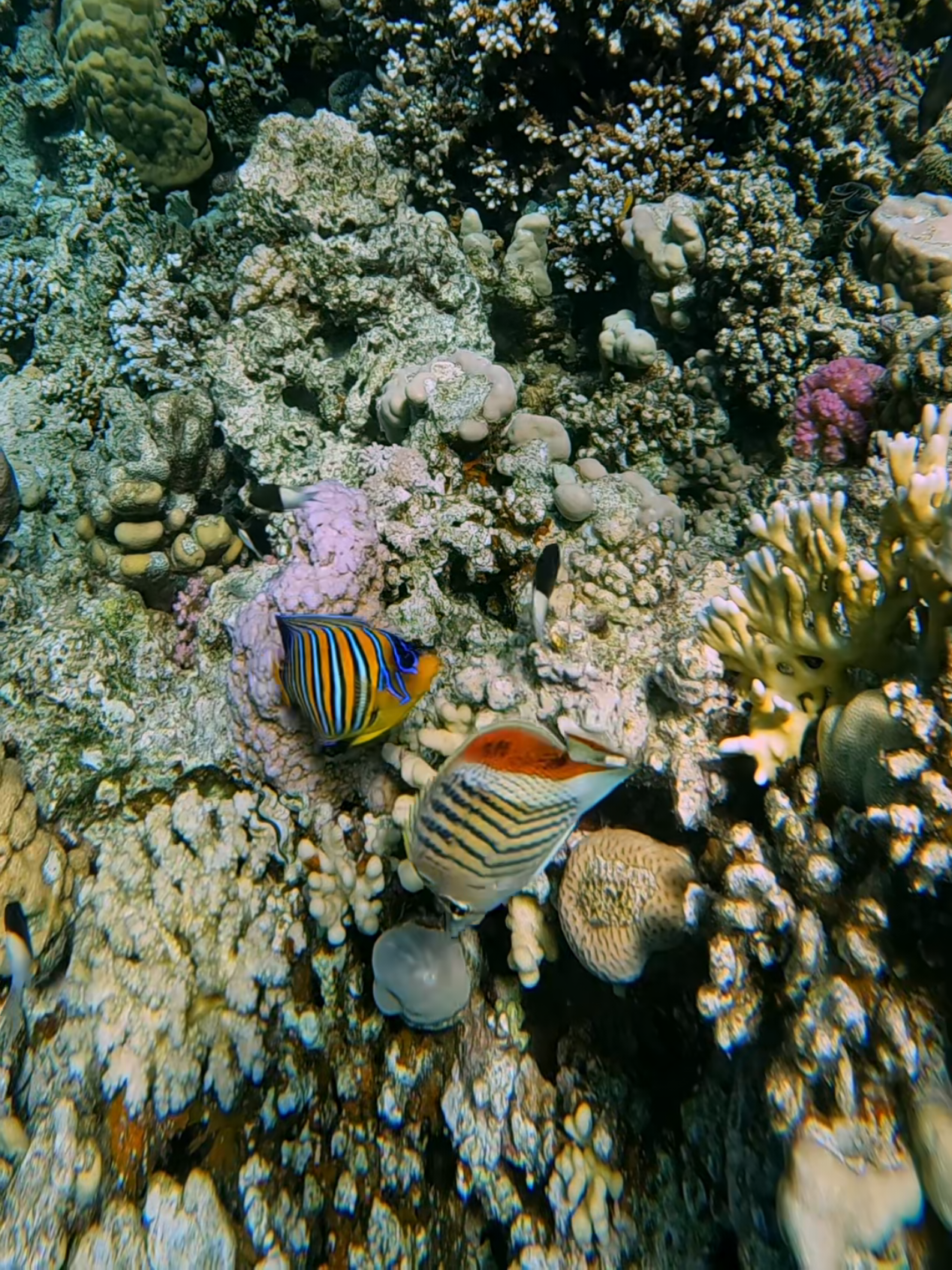 A glimpse into the complex and beautiful ecosystem of a coral reef. 🪸 Notice the distinct markings of the butterflyfish navigating the coral formations, soon joined by a brightly colored angelfish. These vibrant reefs are vital to the health of our oceans and home to thousands of unique species. 🌊🌍 ​Let's protect our oceans. 💙 ​#MarineBiology #OceanEcosystem #ReefConservation #saveouroceans #naturedocumentary 