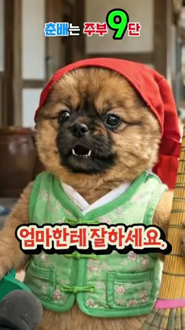 춘배는 주부9단#춘배 #말하는강아지 #강아지 