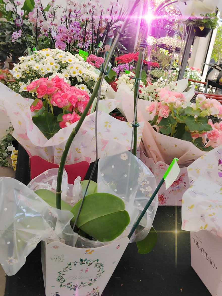 Bom dia! 🌺🌷 Aqui no Oásis Garden nós temos uma grande variedade de arranjos para presentear a pessoa amada, com o dia das mães chegando, venha comprar uma flor para a sua mãe.  Oásis Garden Center  Whatsapp: (21) 97090-1026 📍 Endereço: Rua Pinto Teles, 701 - praça seca/RJ #oasis #garden #plantas #jardim #arranjosflorais 