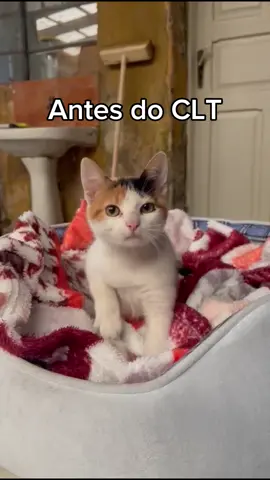 O clt muda as pessoas- e os gatos #gatinhaclt 