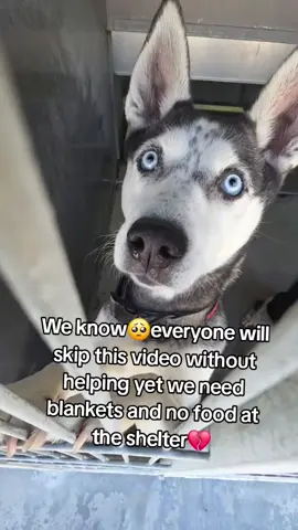 🚨 SHELTER DOG FOOD APPEAL 🚨 $25 = 1 warm meal 🍲🐾 One share = one more dog fed ❤️ Every small action keeps our shelter dogs alive and cared for. Please support dog rescue and shelter care — donate via the link in bio and help us reach more hungry souls. DONATE⬇️⬇️ PAYPAL LINK IN BIO💔  #DogRescue #ShelterDogs #FeedADog #rescuedogs 