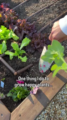 Got a root bound plant? Be sure to tease apart and loosen the roots before planting. This will allow it to grow big quickly and uptake nutrients easily. Some plants like mint, chives and oregano are so hardy, that you can literally cut the roots with a knife and the plant will grow back again. Have you tried this before? #gardeningtips #learntogrow #gardening #veggiegarden #oregano