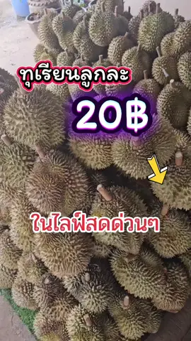 ทุเรียนหมอนทอง ลูกละ20฿ #ทุเรียนจันทบุรี #ทุเรียนหมอนทองจันทบุรี🌲💯 #ทุเรียนใต้ 