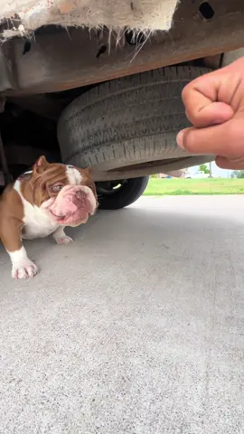 Offset runs under the car and refuses to come out 🤯 #fyp #trending #weekend #animals #frenchbulldog 