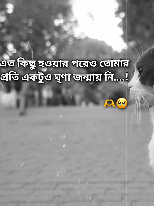 এত কিছু হওয়ার পরেও তোমার প্রতি একটুও ঘৃণা জন্মায় নি..!🫶🥹 -? #vairal❤️‍ #tranding #foryou #foryoupage❤️❤️ #bangladesh🇧🇩 