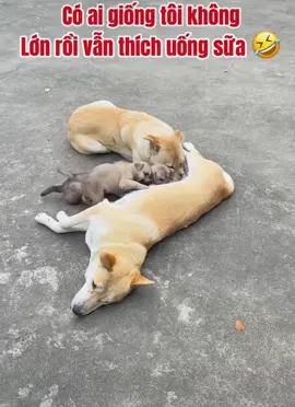 #viraltiktok #xuhuongtiktok #thinhhanh 🤣🤣🤣