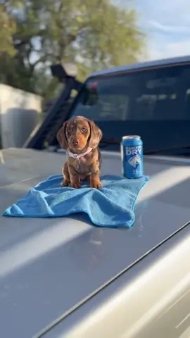 Drinking’ & Dreamin’ 🍻💙 #minidaschund #stickrakedivision #dogsofttiktok #Fyp #landcruiser @Slangman_107 @Langmans_transport 