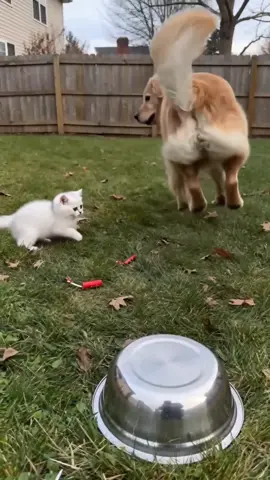 #funnycat #cutebaby #cute 