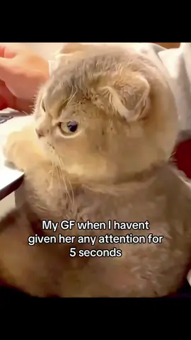 ,, My GF when I havent given her any attention for 5 seconds”#my #gf #loveyou #cat #fyp 