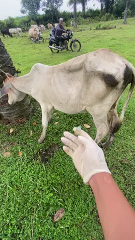 Injek anti diare sapi #cow #sapi #animals 