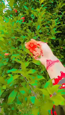 🌱🎋💚❤️